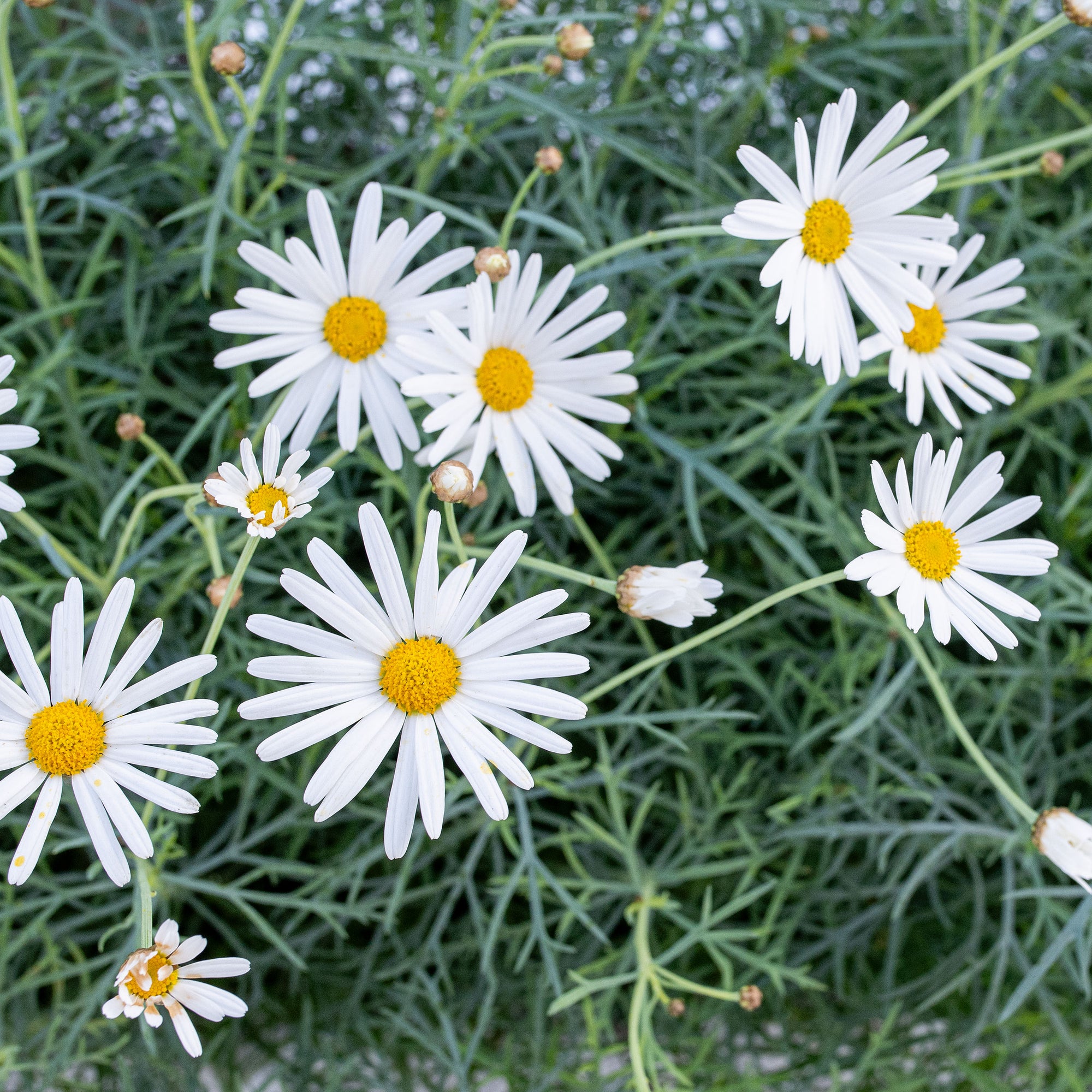 Canary Island Marguerite Daisy - S1