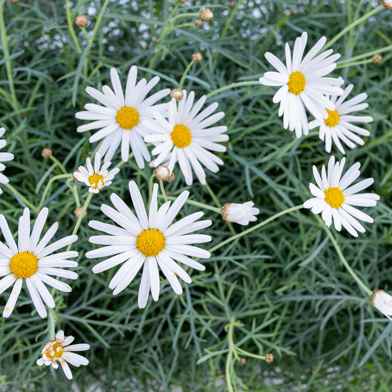 
  



Canary Island Marguerite Daisy 
