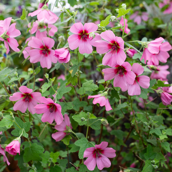 
    



Anisodontea 'Strybing Beauty' 
