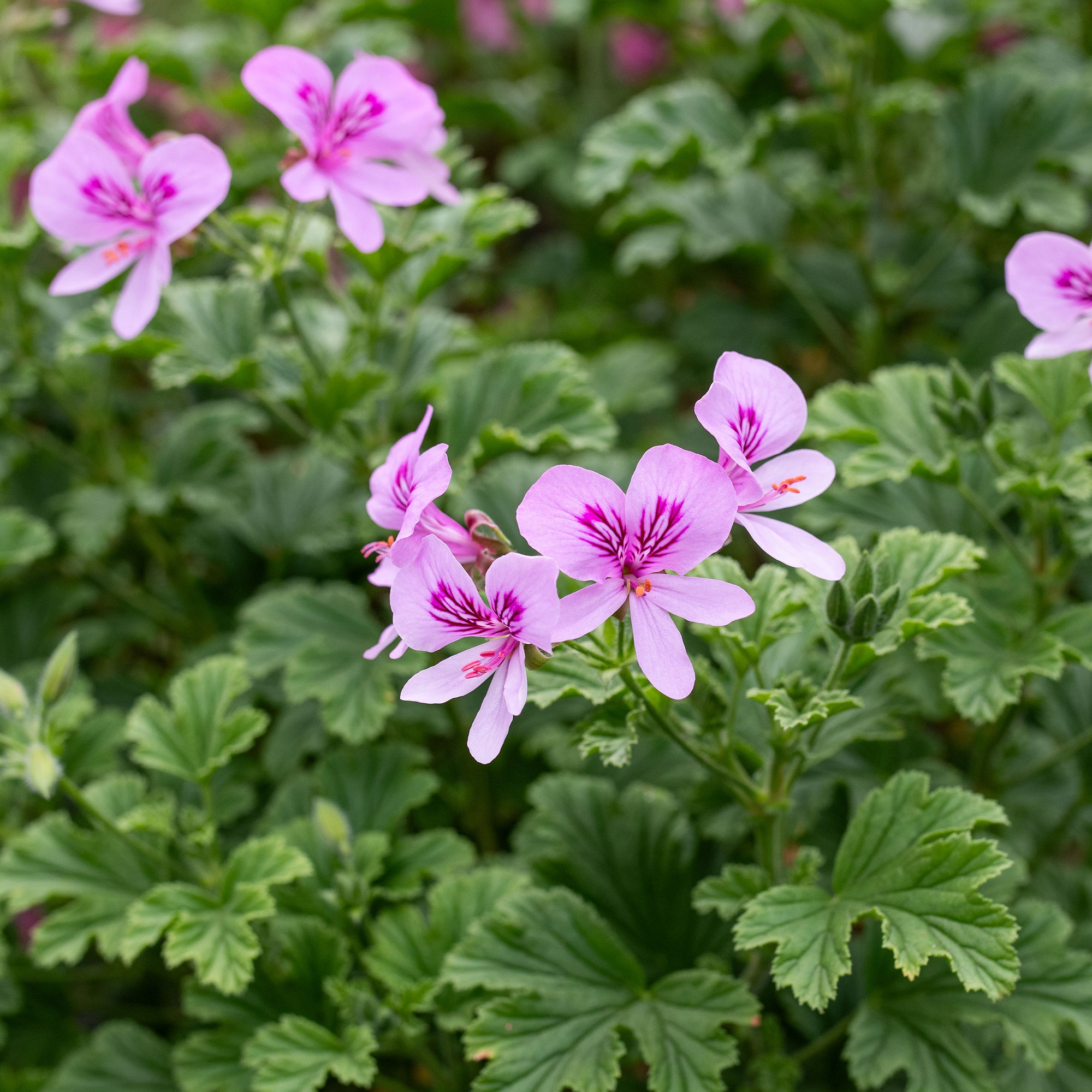 Geranium 'Frensham Lemon' - S1