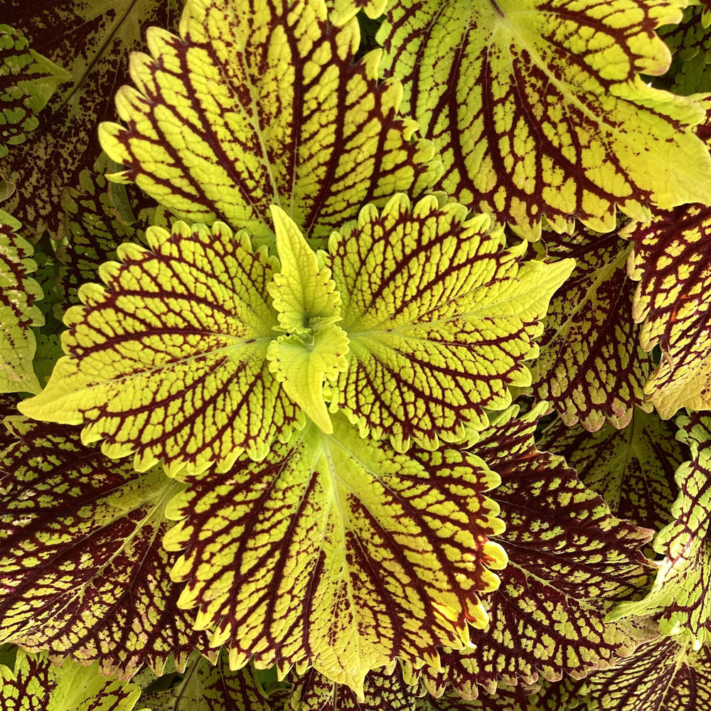 Coleus TerraScape 'Solar Fire' plants