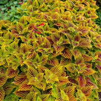 
    



Coleus TerraScape 'Solar Fire' 
