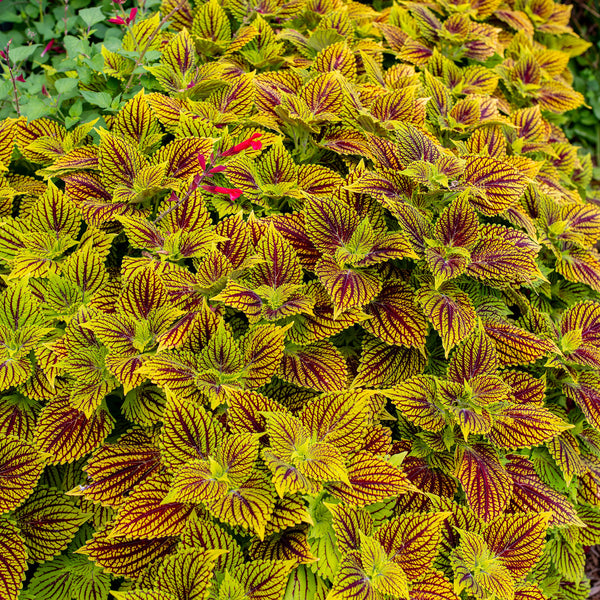 
    



Coleus TerraScape 'Solar Fire' 
