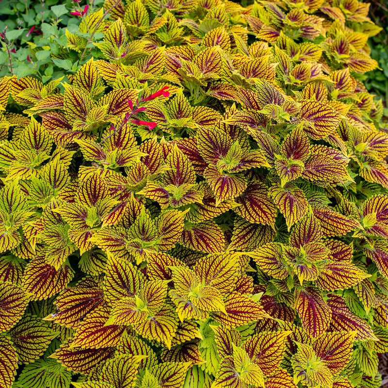 Coleus TerraScape 'Solar Fire' - S1