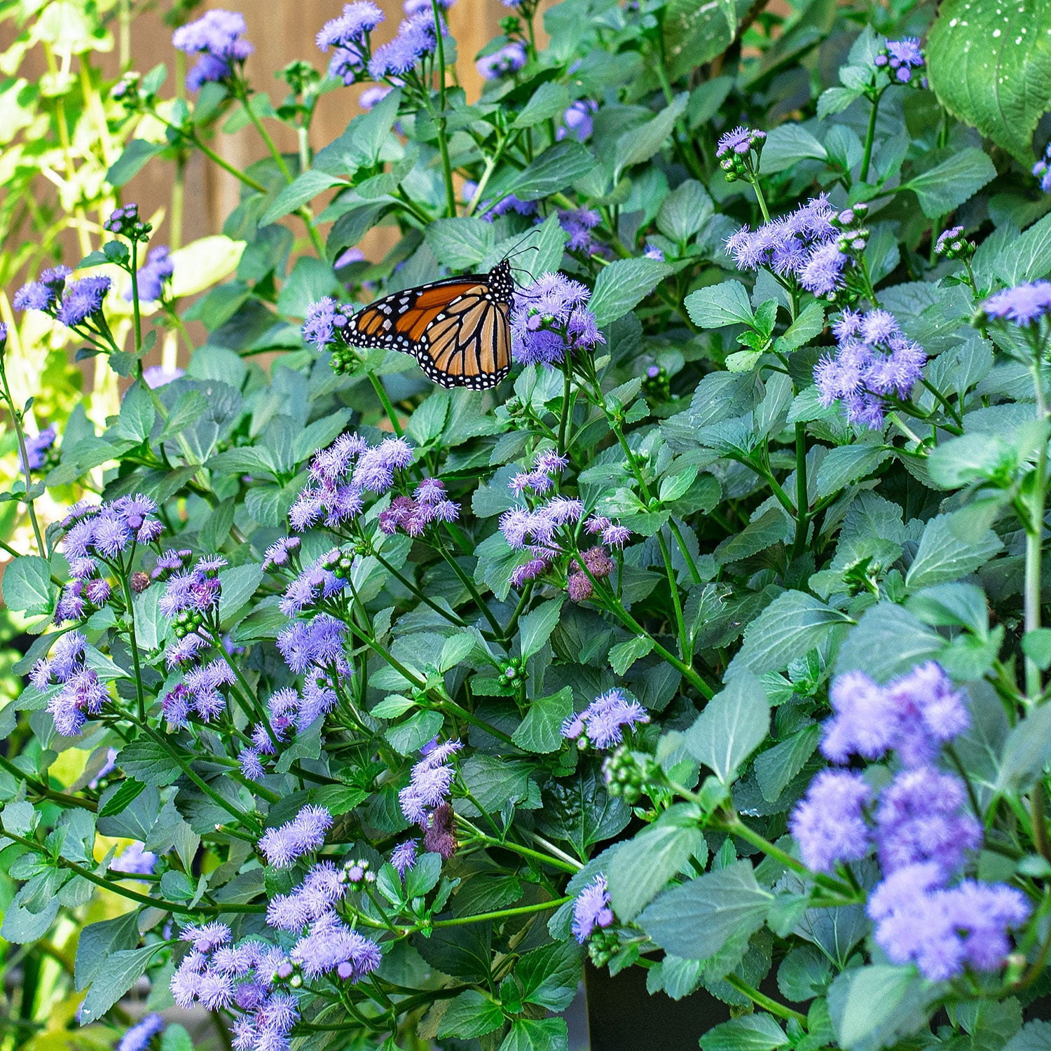 magic plant seeds Ageratum 'Monarch Magic' plants