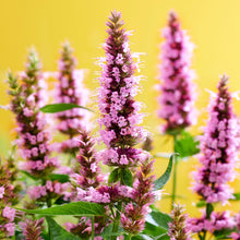 Agastache 'Beelicious® Pink' - S1