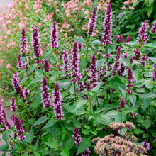 Agastache 'Beelicious® Pink' - S1