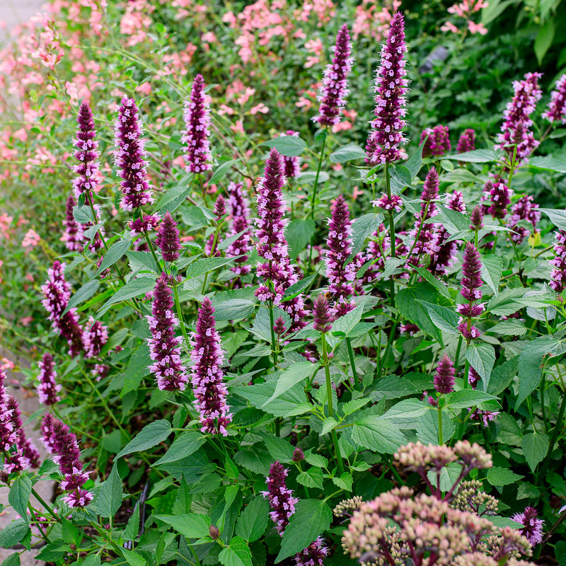 
  



Agastache 'Beelicious® Pink' 
