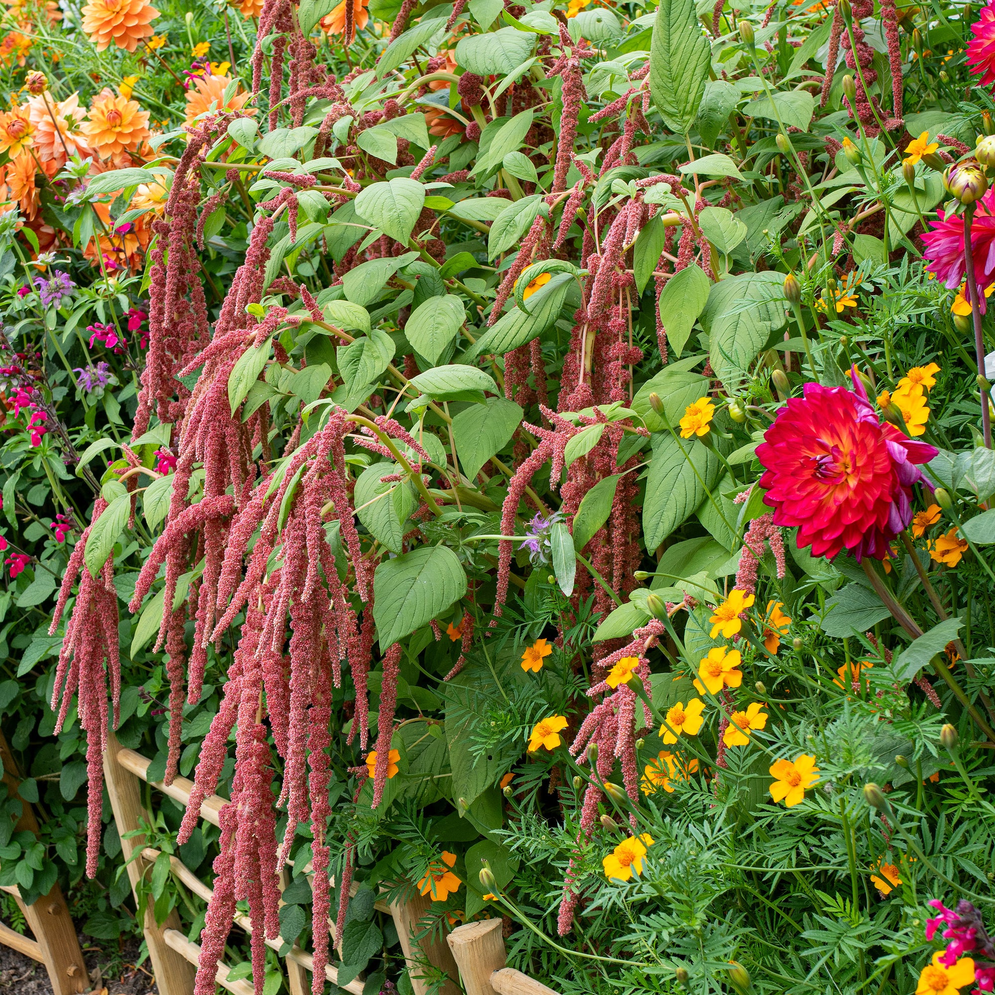 amaranth house plant Amaranth 'Coral Fountain'