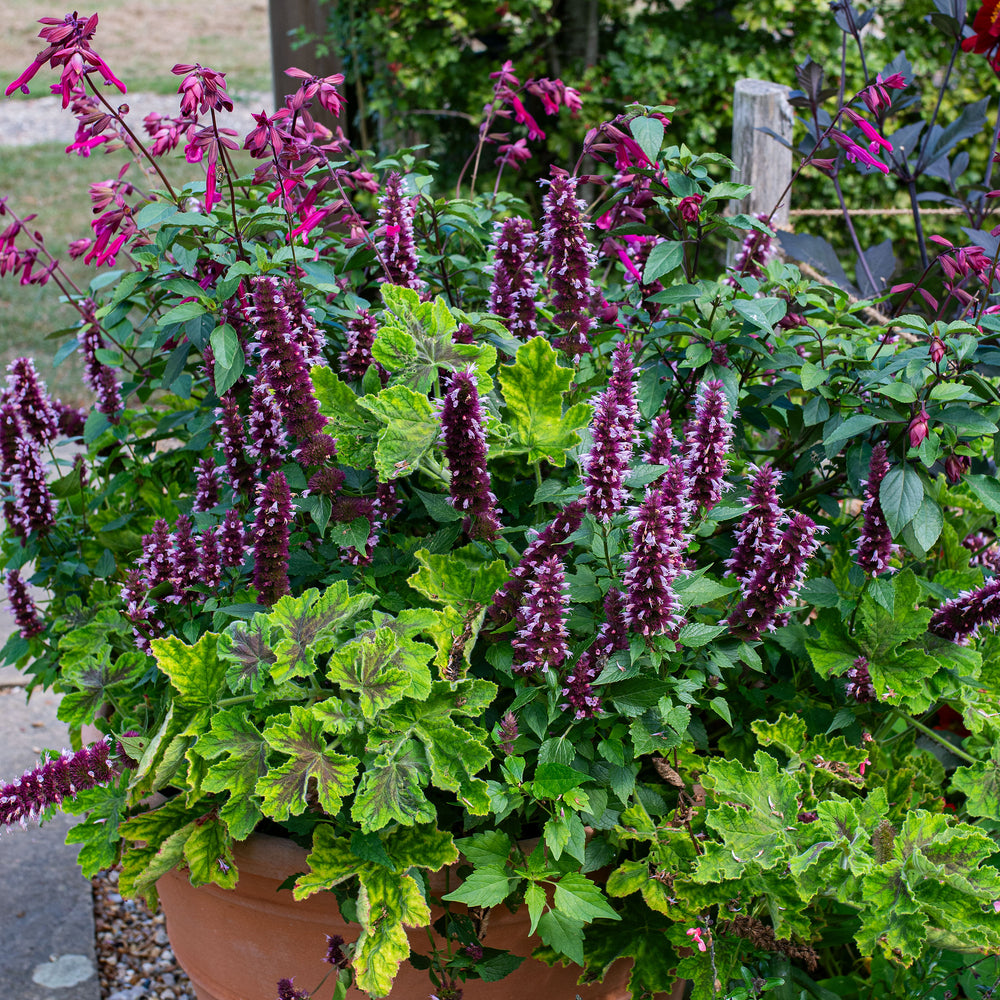 Agastache 'Beelicious® Pink' - S1