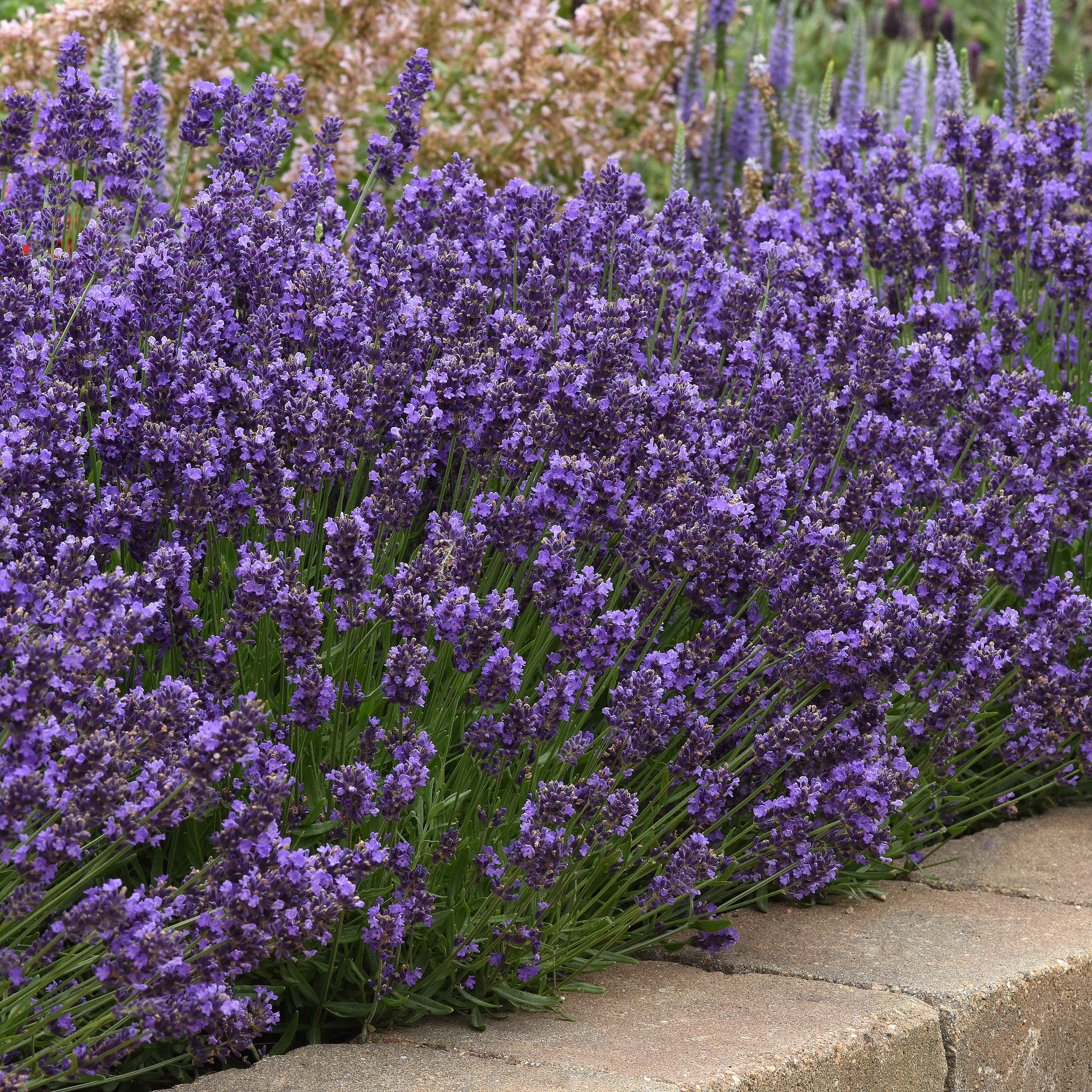 Lavender 'SuperBlue' plants