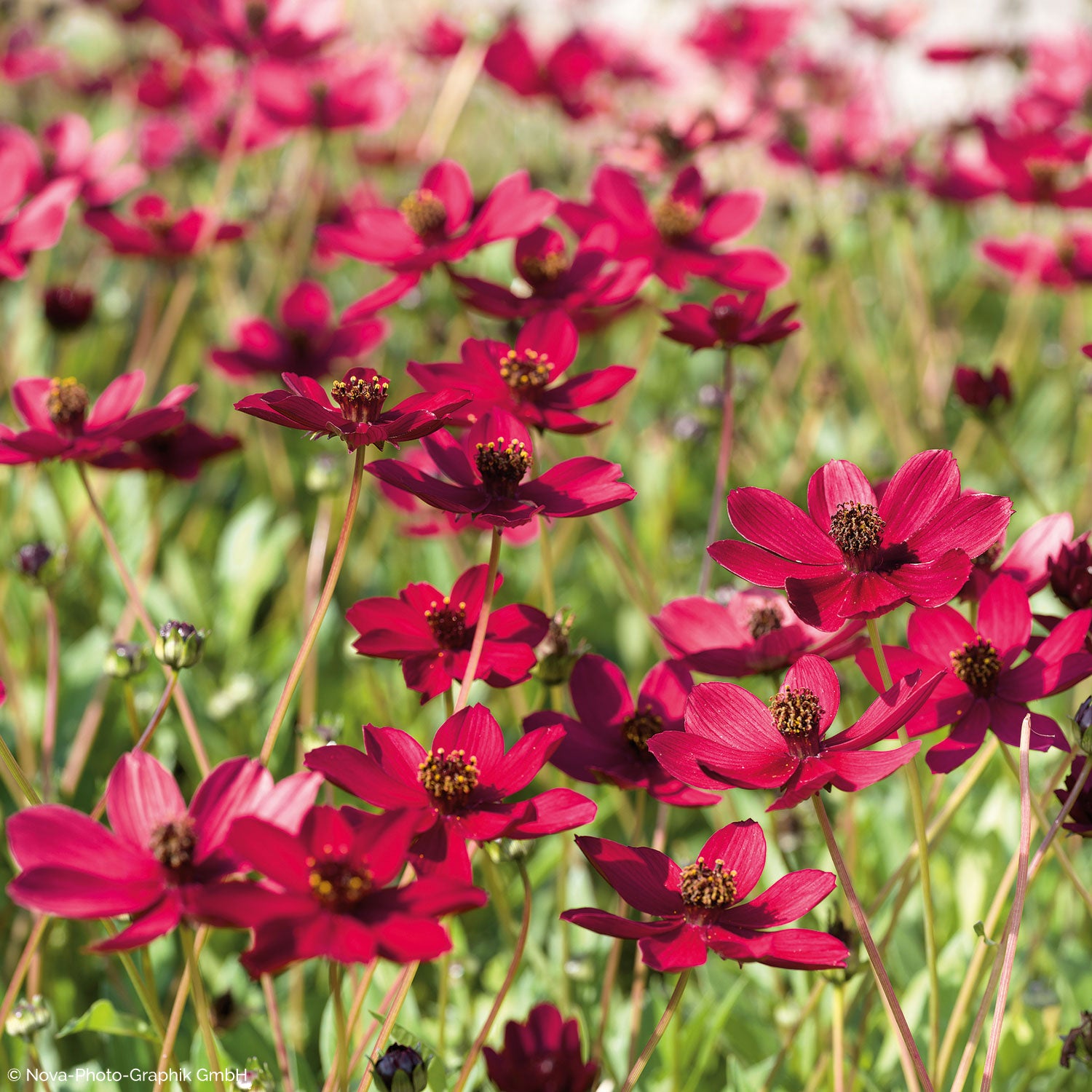 Cosmos 'Cherry Chocolate' plants