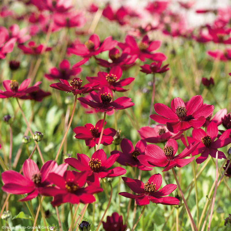 Cosmos 'Cherry Chocolate' - S1