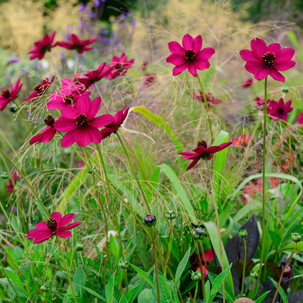 Cosmos 'Cherry Chocolate' - S1