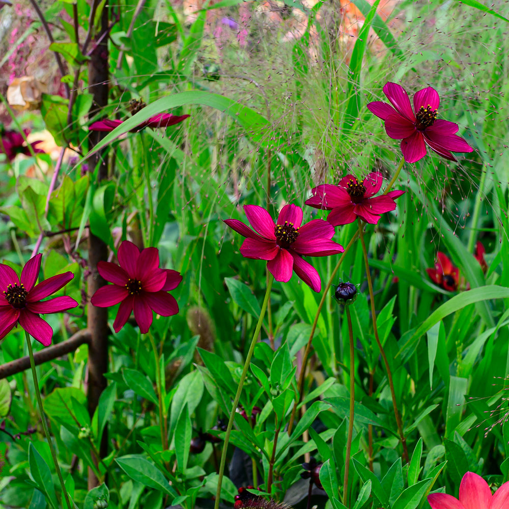 Cosmos 'Cherry Chocolate' - S1