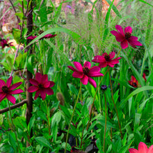 Cosmos 'Cherry Chocolate' - S1