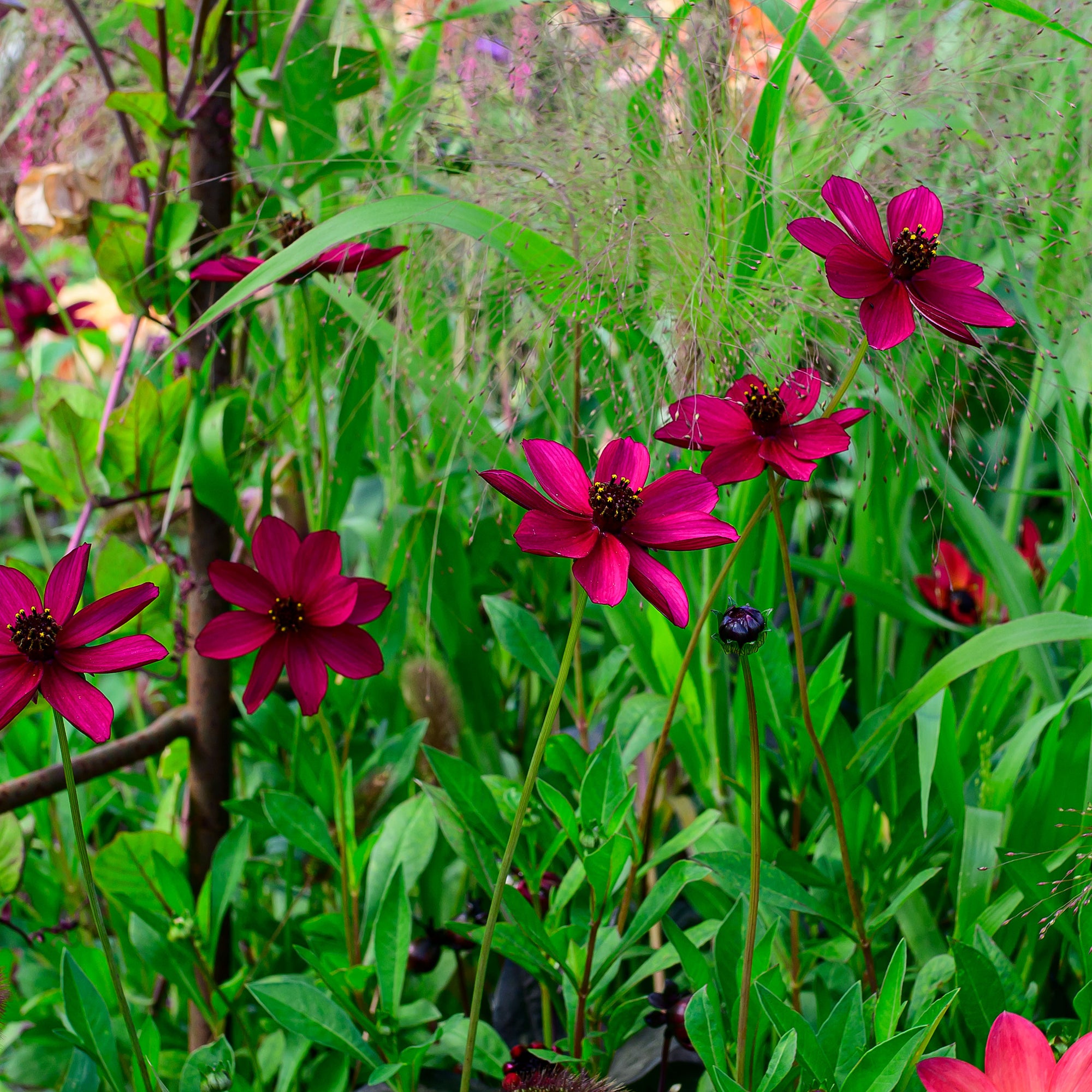 Cosmos 'Cherry Chocolate' - S1