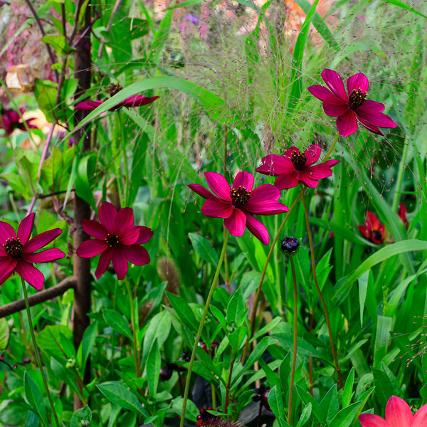 Cosmos 'Cherry Chocolate' - S1