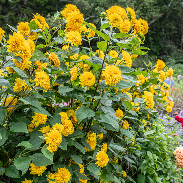 Perennial Sunflower 'Sunshine Daydream' plants
