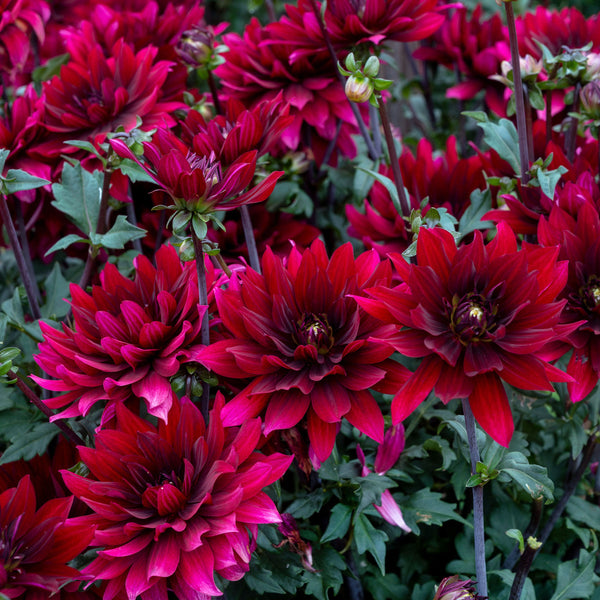 red dahlia seeds Dahlia 'Karma Cabernet' plants