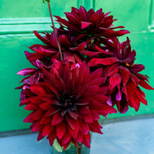 Dahlia 'Karma Cabernet' - S1