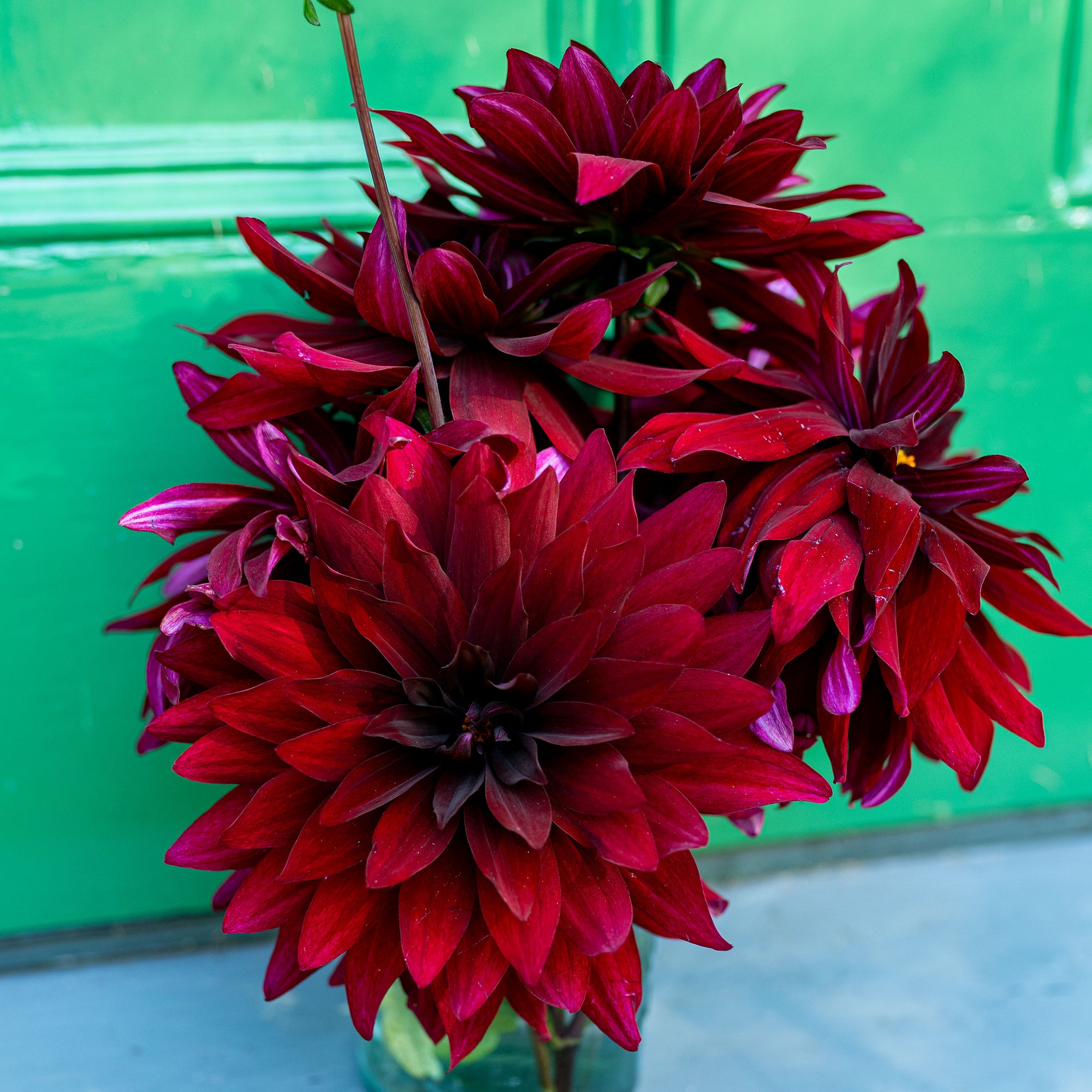 Dahlia 'Karma Cabernet' - S1