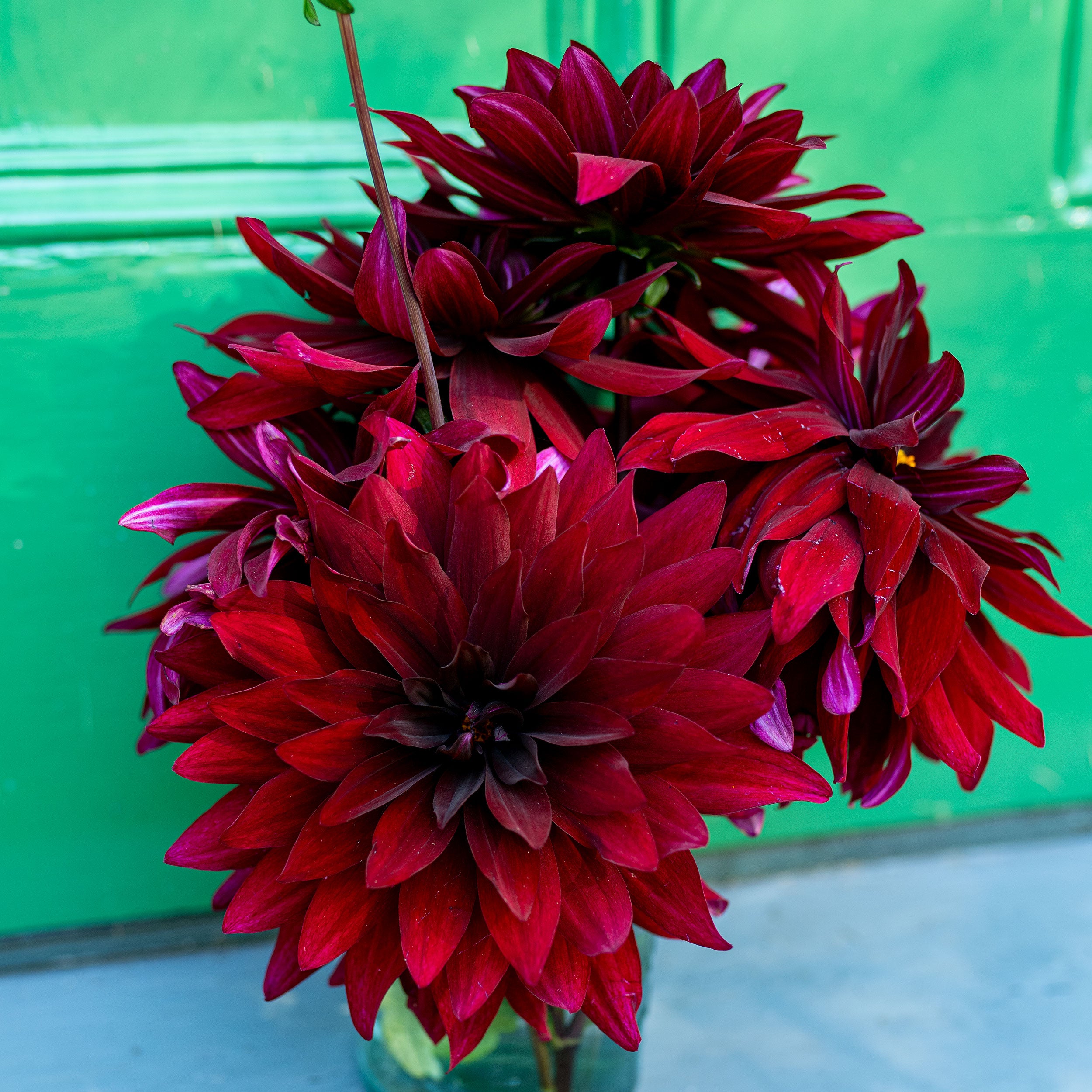 Dahlia 'Karma Cabernet' plants