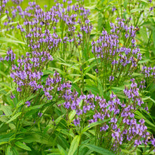 Verbena 'Blue Spires' - S1