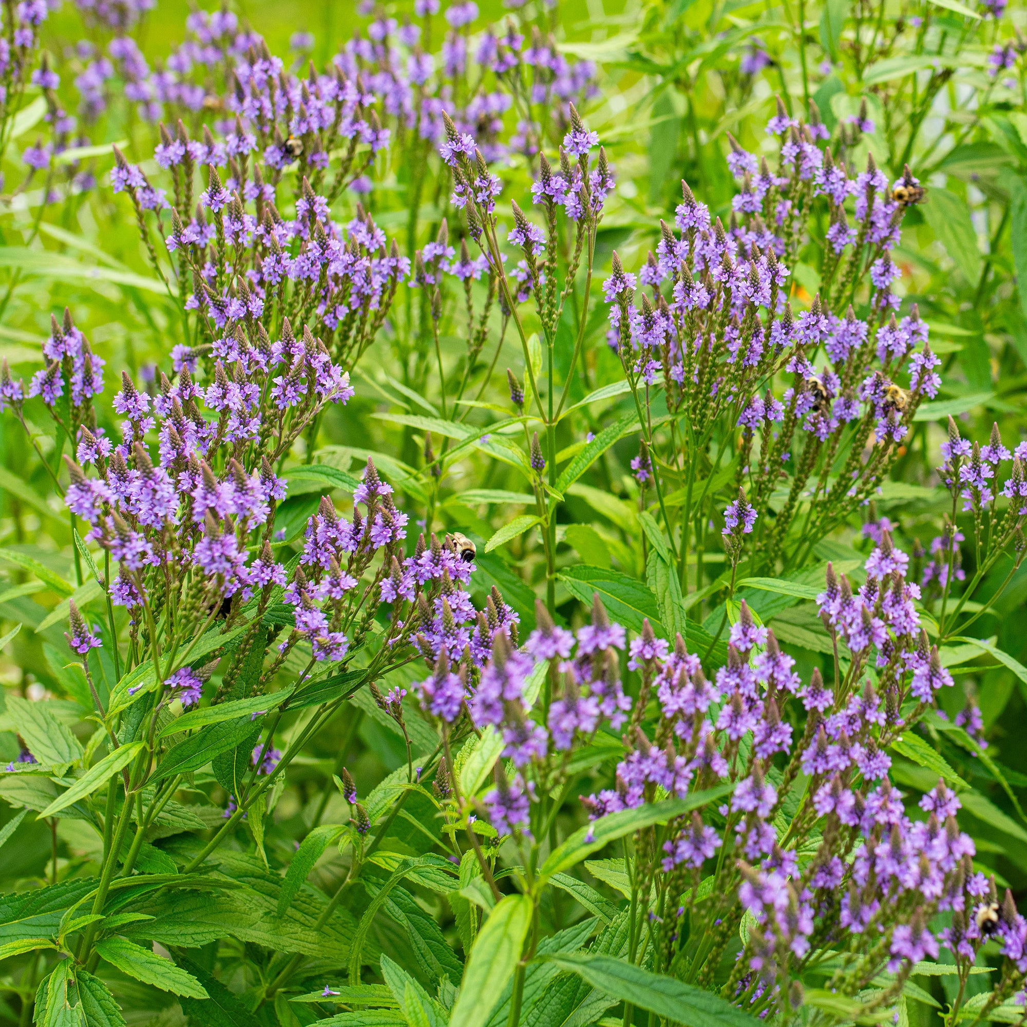 Verbena 'Blue Spires' - S1
