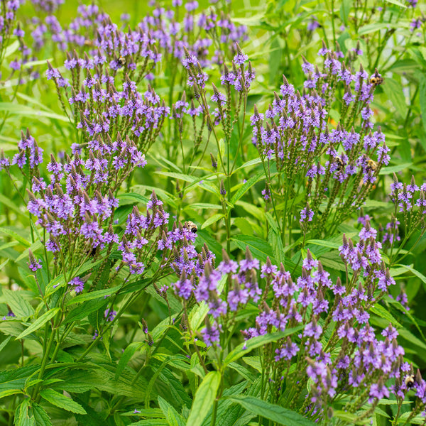Verbena 'Blue Spires' - S1