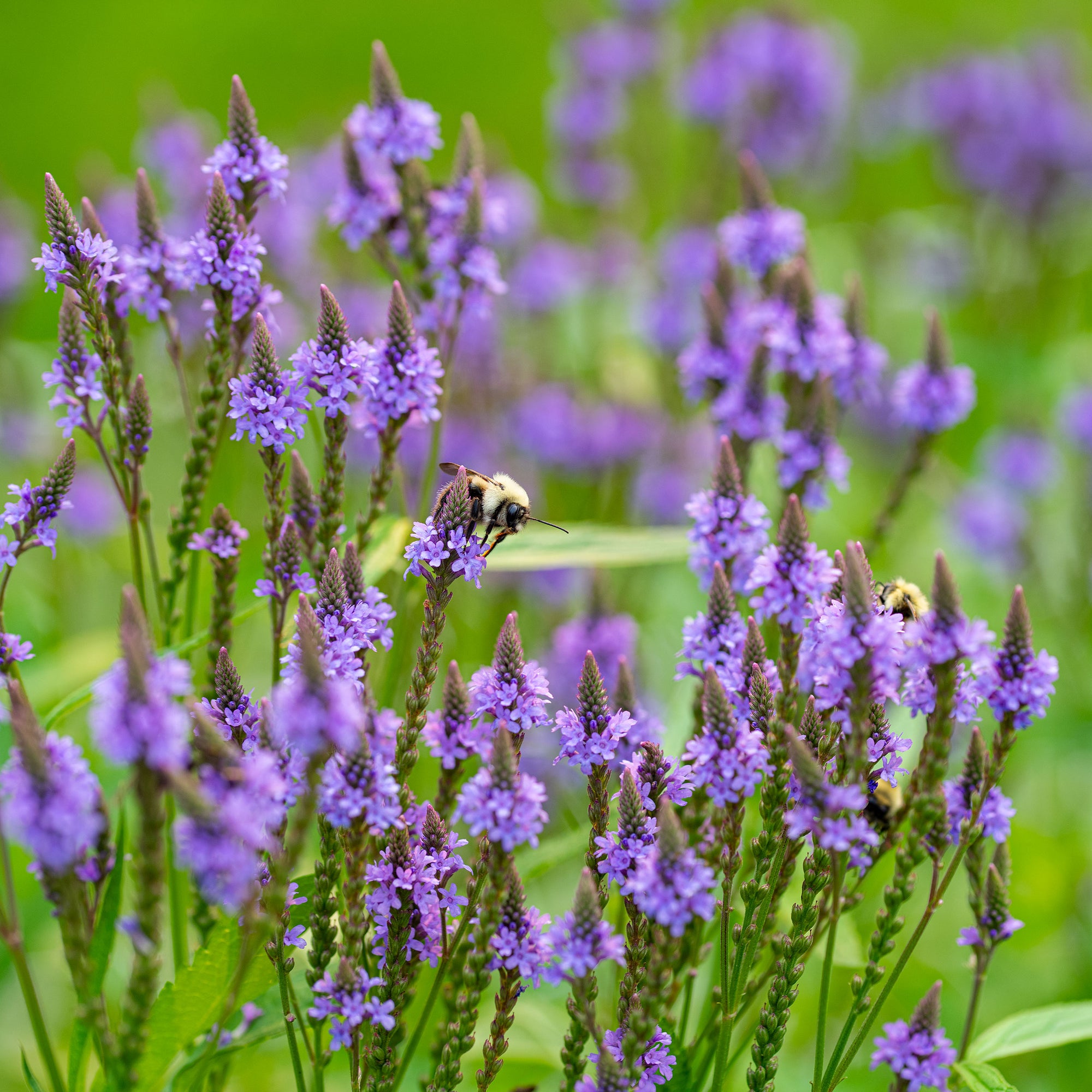 lavender verbena plant Verbena 'Blue Spires'