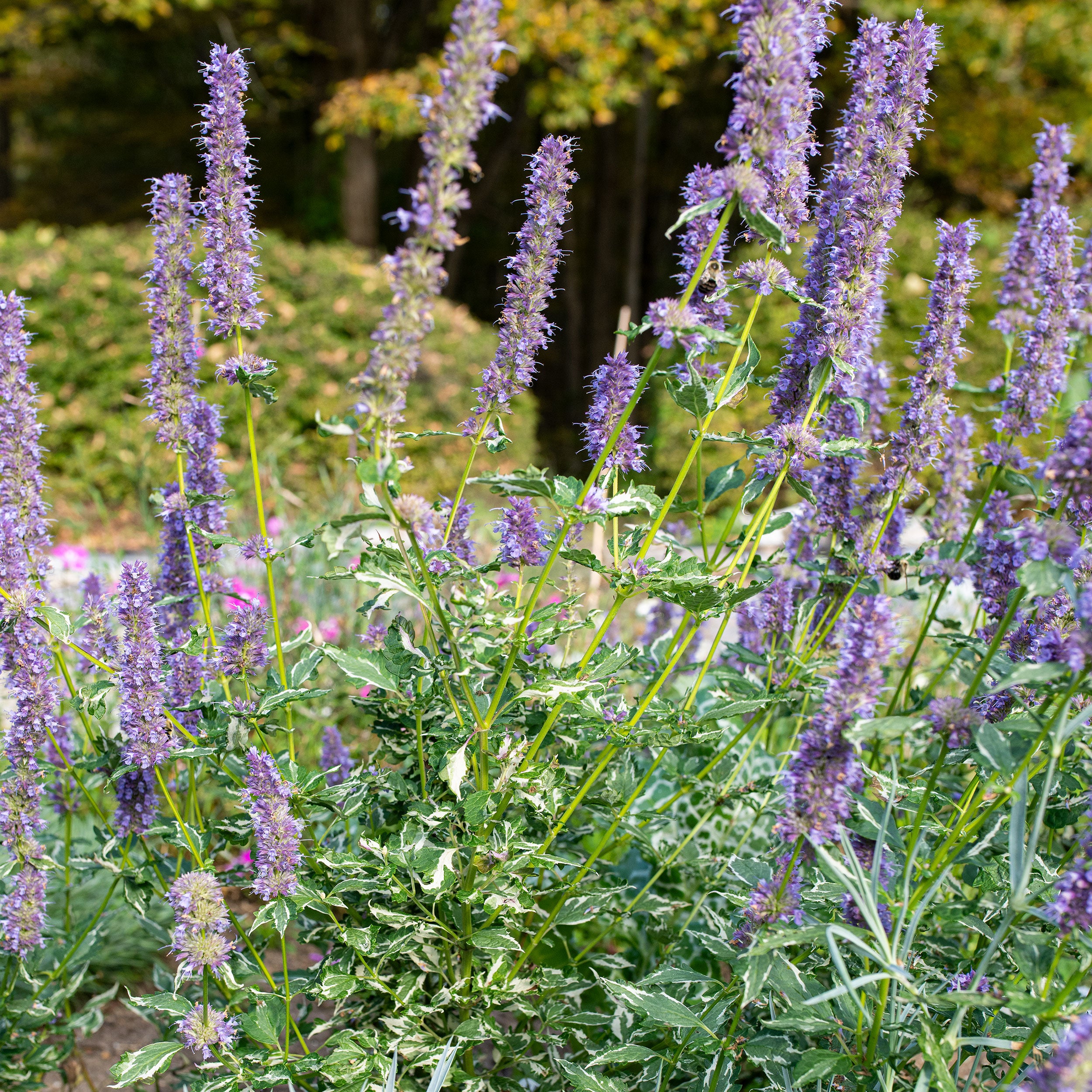 Agastache 'Crazy Fortune' plants