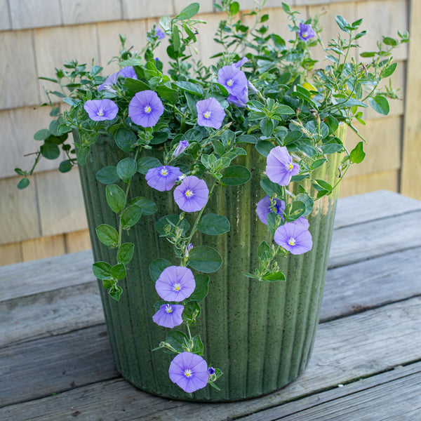 morning glory succulent Blue Rock Morning Glory plants