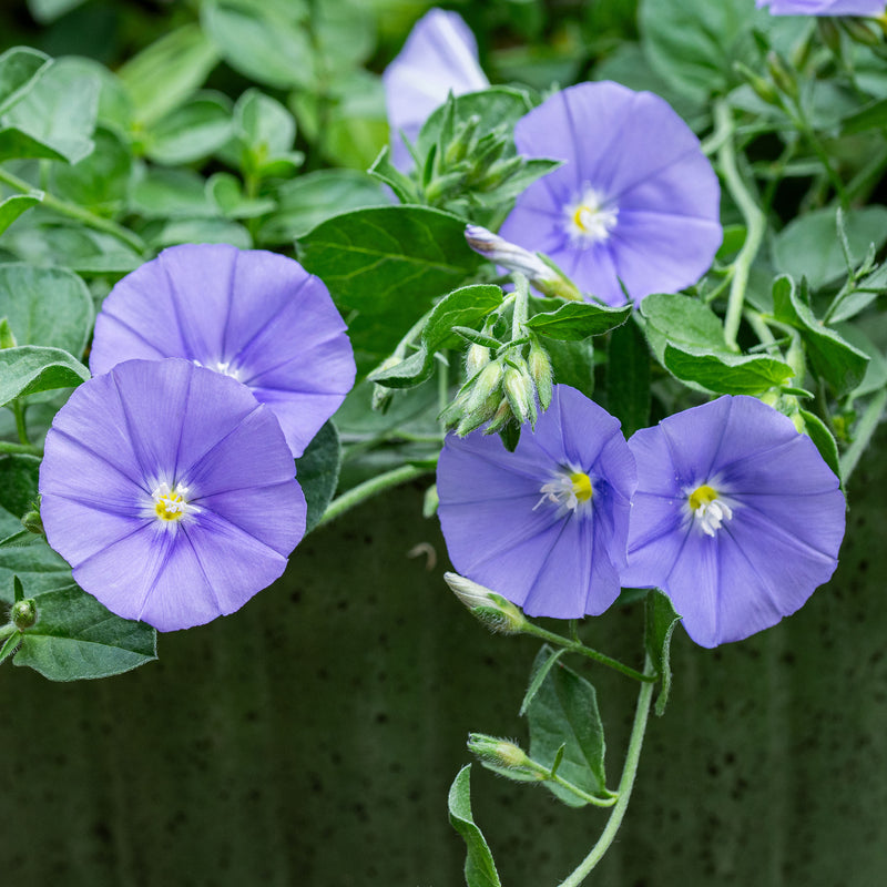 blue daze flower seeds Evolvulus 'Blue Daze' plants