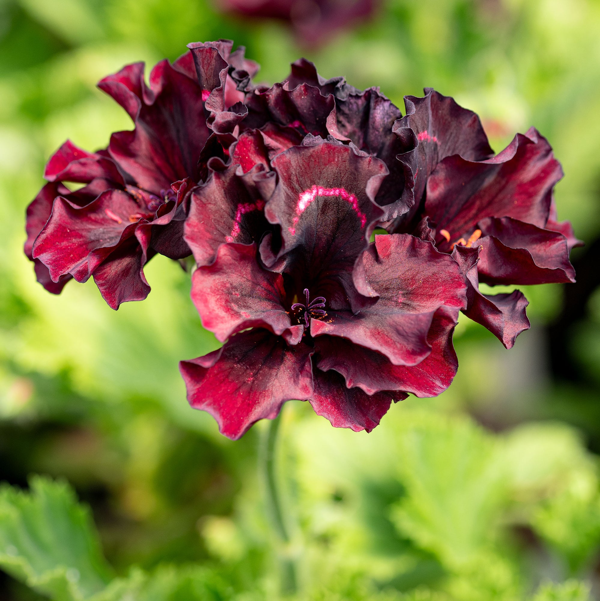 Geranium 'Brown's Butterfly' plants - Pelargonium hybrida