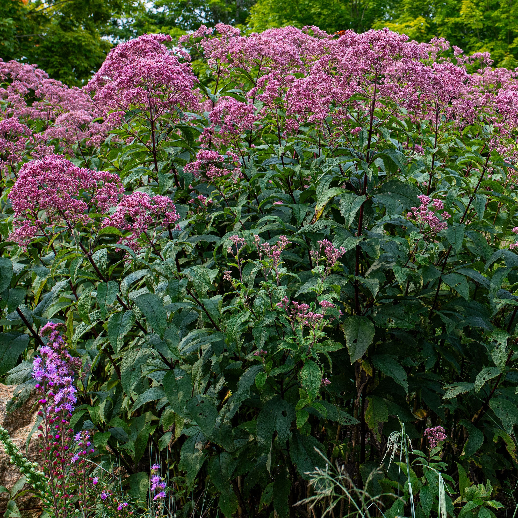 Joe Pye Weed 'Gateway' - S1