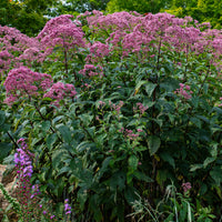 
    



Joe Pye Weed 'Gateway' 
