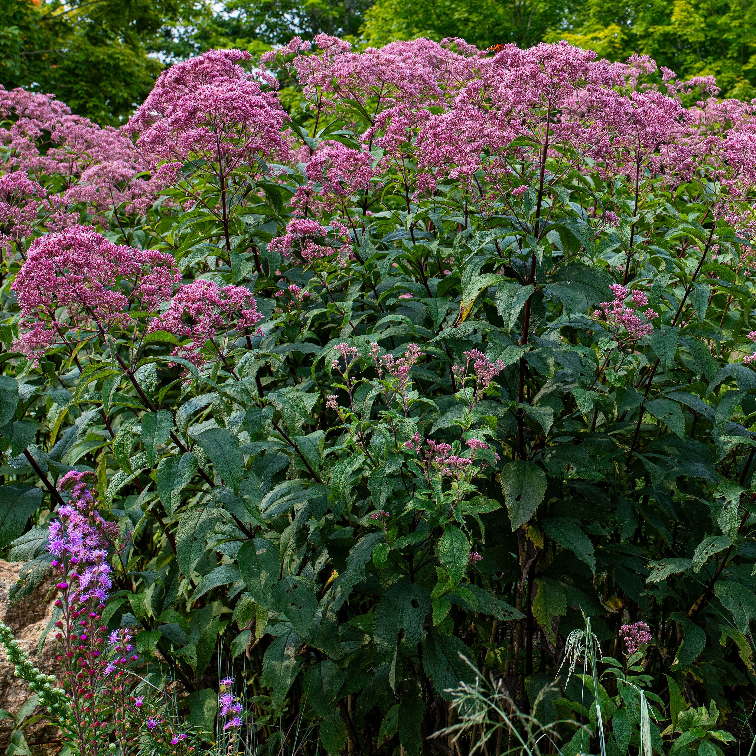 Joe Pye Weed 'Gateway' plants