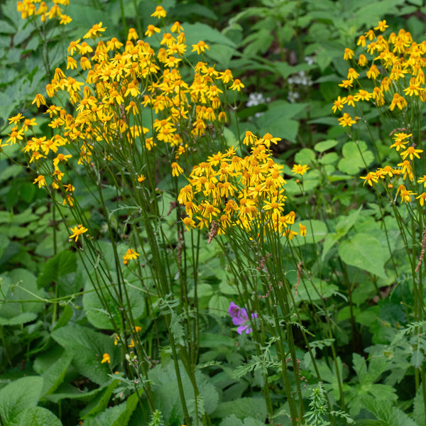 
    



Golden Groundsel 
