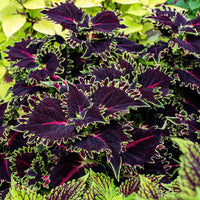 
    



Coleus TerraScape 'Queen' 
