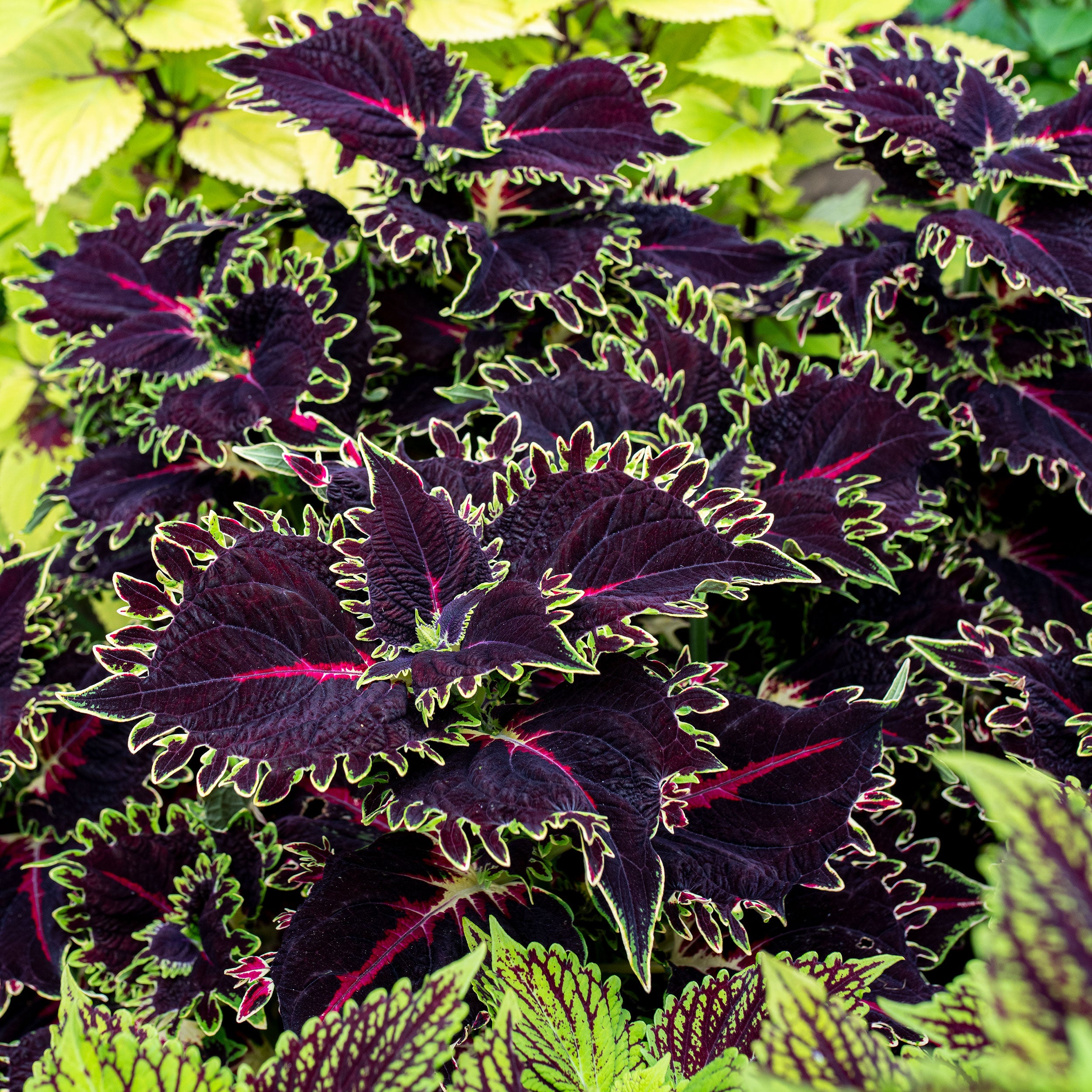 Coleus TerraScape 'Queen' plants