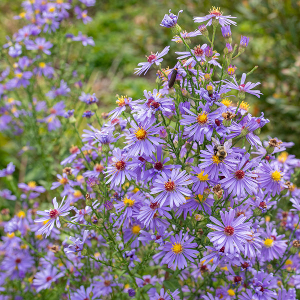 
    



Aster 'Bluebird' 
