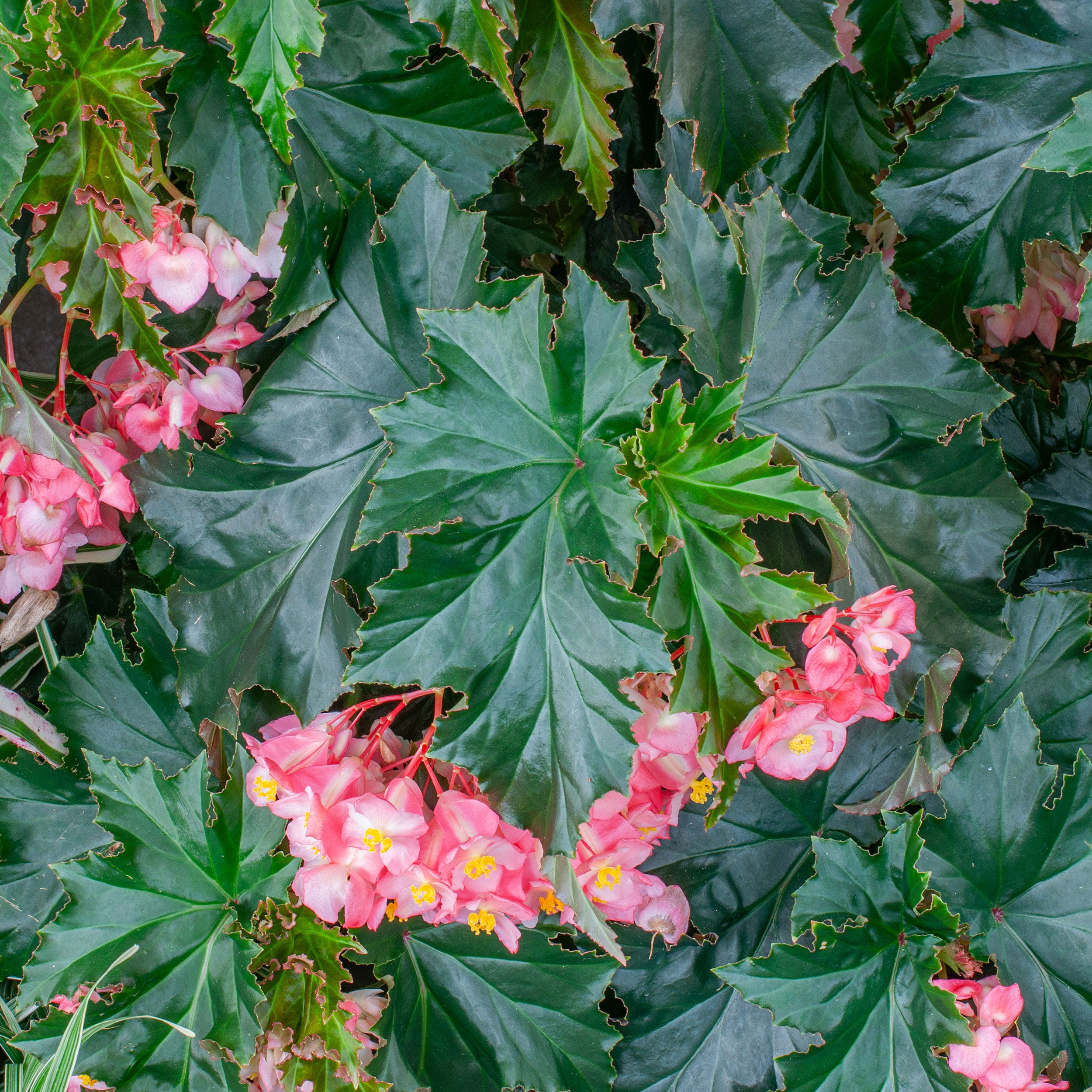 Begonia 'Irene Nuss' plants