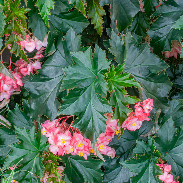 
    



Begonia 'Irene Nuss' 

