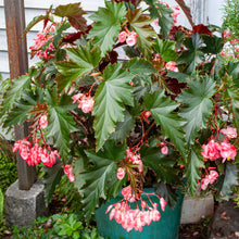 Begonia 'Irene Nuss' - S1