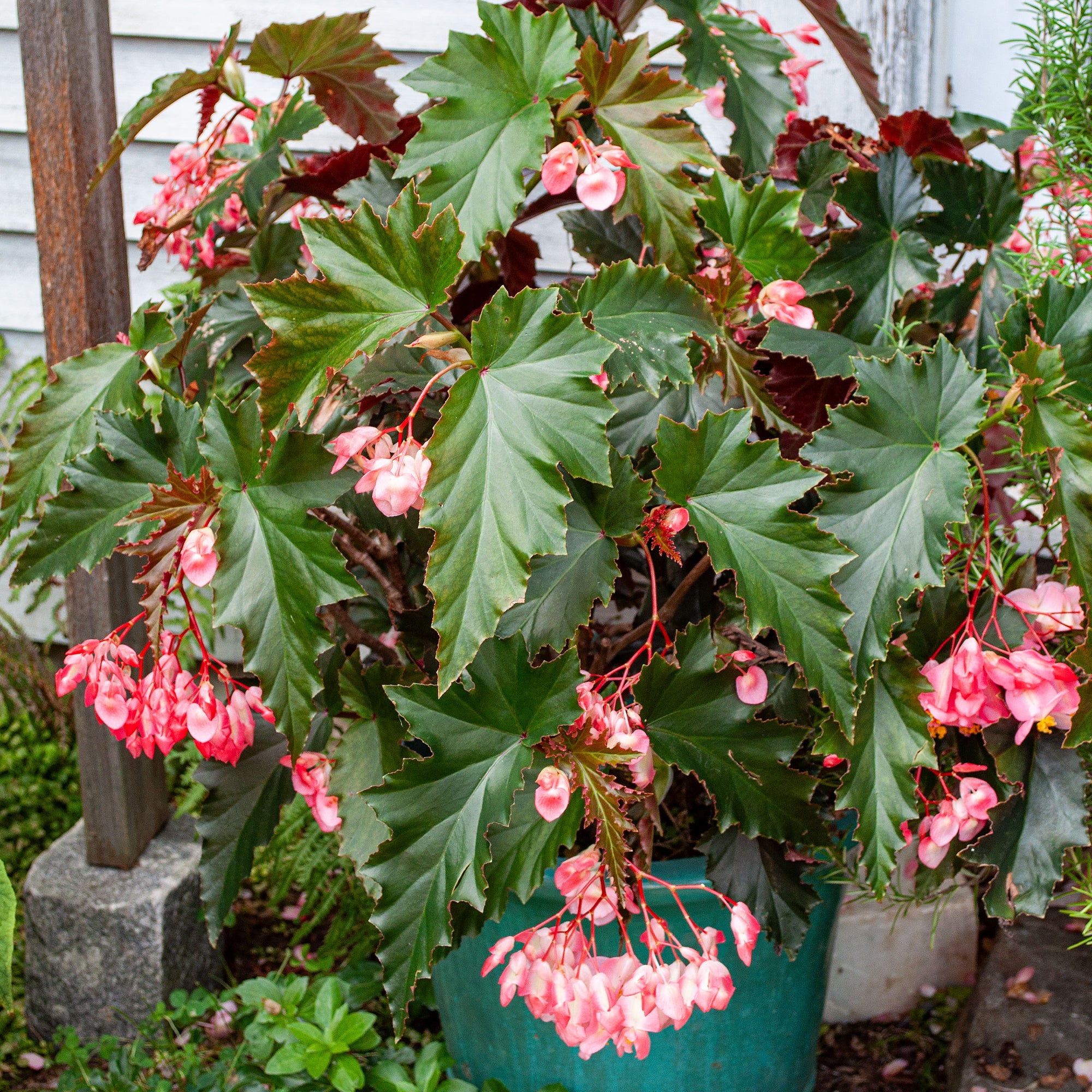 Begonia 'Irene Nuss' - S1
