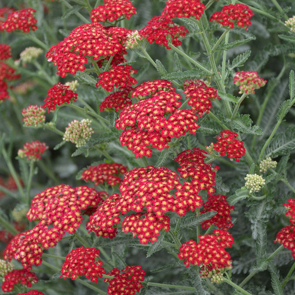 
    



Yarrow 'Sassy Summer Sangria' 

