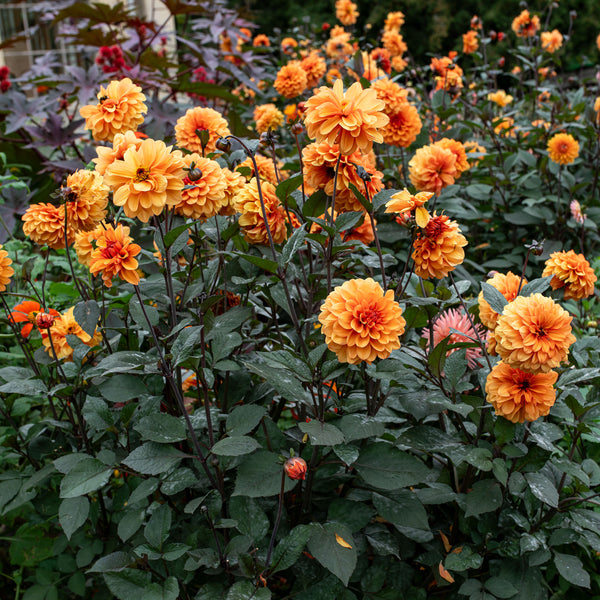 
    



Dahlia 'David Howard' 
