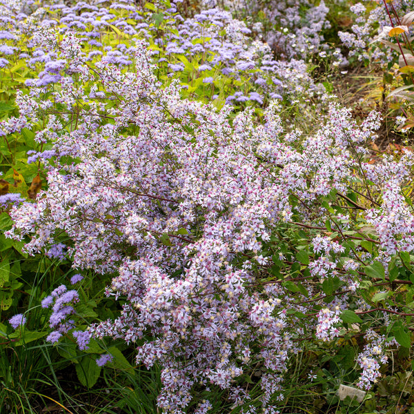 
    



Aster 'Avondale' 
