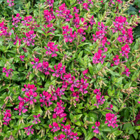 
    



Cuphea 'Sweet Talk™ Deep Pink' 
